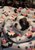 Kayden , a male Shih Tzu for sale in Lee's Summit, MO – Photo 1 of 5