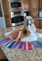Kayden , a male Shih Tzu for sale in Lee's Summit, MO – Photo 4 of 5