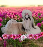 Kayden , a male Shih Tzu for sale in Lee's Summit, MO – Photo 5 of 5