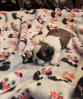 Kayden , a male Shih Tzu for sale in Lee's Summit, MO – Photo 2 of 5