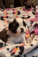 Kayden , a male Shih Tzu for sale in Lee's Summit, MO – Photo 3 of 5