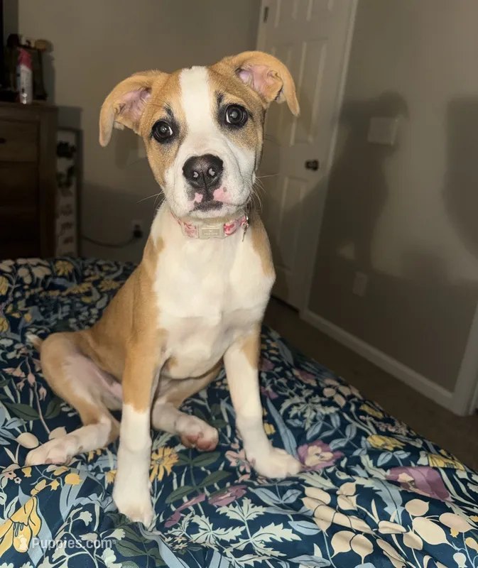 Amora – Siberian Husky, American Pit Bull Terrier puppy for sale in Clayton, NC
