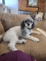 Jasper , a male Goldendoodle for sale in Amboy, IN – 6 of 6