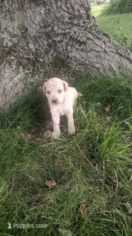 Ginger  – Goldendoodle puppy for sale in Amboy, IN