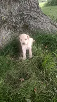 Ginger , a female Goldendoodle for sale in Amboy, IN – 1 of 3