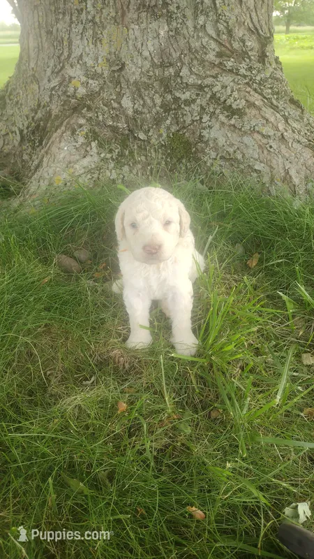 Jasper  – Goldendoodle puppy for sale in Amboy, IN