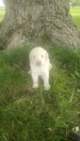 Jasper , a male Goldendoodle for sale in Amboy, IN – 1 of 3