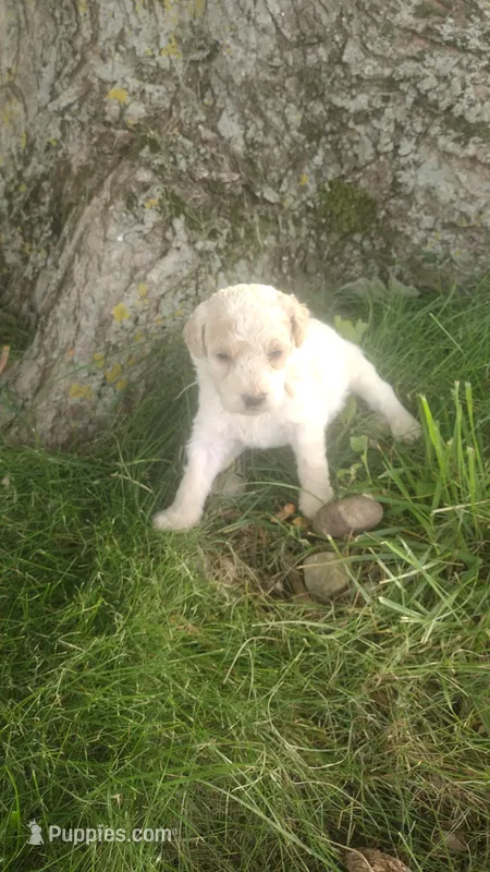 London  – Goldendoodle puppy for sale in Amboy, IN