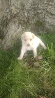 London , a female Goldendoodle for sale in Amboy, IN – 1 of 3
