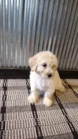Nala, a female Goldendoodle for sale in Amboy, IN – 2 of 6