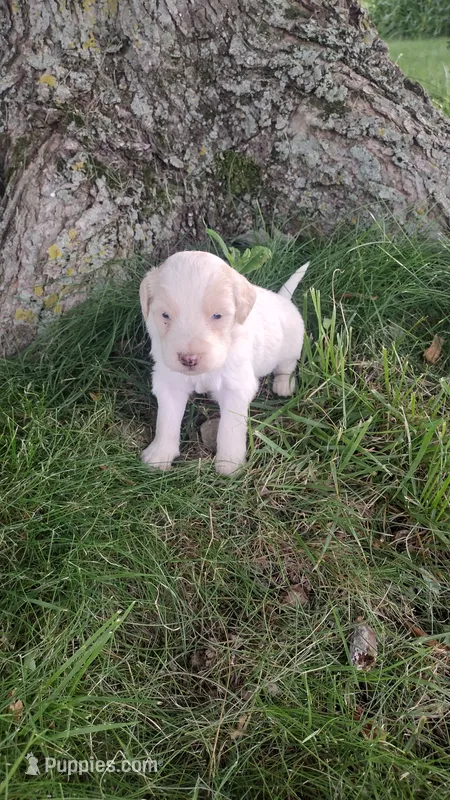 Mylie – Goldendoodle puppy for sale in Amboy, IN