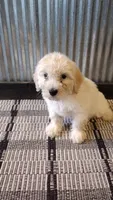 Nala, a female Goldendoodle for sale in Amboy, IN – 3 of 6