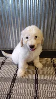 Jasper , a male Goldendoodle for sale in Amboy, IN – 3 of 6