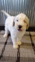 Riley, a male Goldendoodle for sale in Amboy, IN – 6 of 6