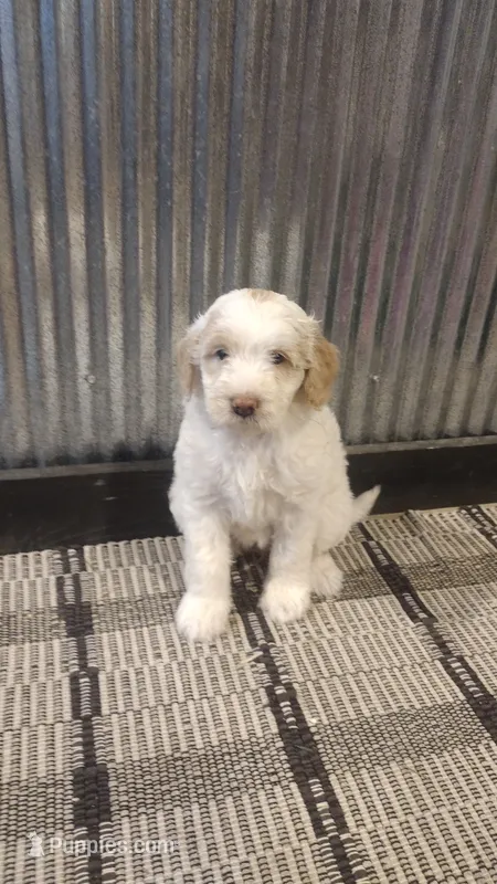 Mazy – Goldendoodle puppy for sale in Amboy, IN