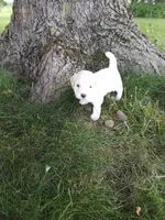 Nala, a female Goldendoodle for sale in Amboy, IN – 2 of 3