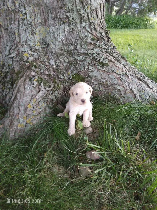 Lacey – Goldendoodle puppy for sale in Amboy, IN