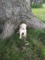 Lacey, a female Goldendoodle for sale in Amboy, IN – 1 of 3