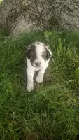 Duke , a male Goldendoodle for sale in Amboy, IN – 2 of 3