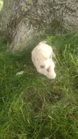Dusty , a male Goldendoodle for sale in Amboy, IN – 3 of 3