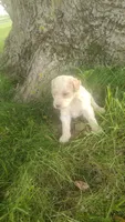 London , a female Goldendoodle for sale in Amboy, IN – 2 of 3