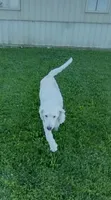 Mylie, a female Goldendoodle for sale in Amboy, IN – 5 of 6