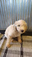 Lacey, a female Goldendoodle for sale in Amboy, IN – 2 of 6