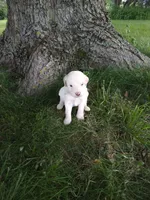 Riley, a male Goldendoodle for sale in Amboy, IN – 2 of 3