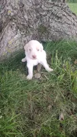 Mylie, a female Goldendoodle for sale in Amboy, IN – 3 of 3
