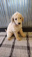 Ginger , a female Goldendoodle for sale in Amboy, IN – 2 of 6