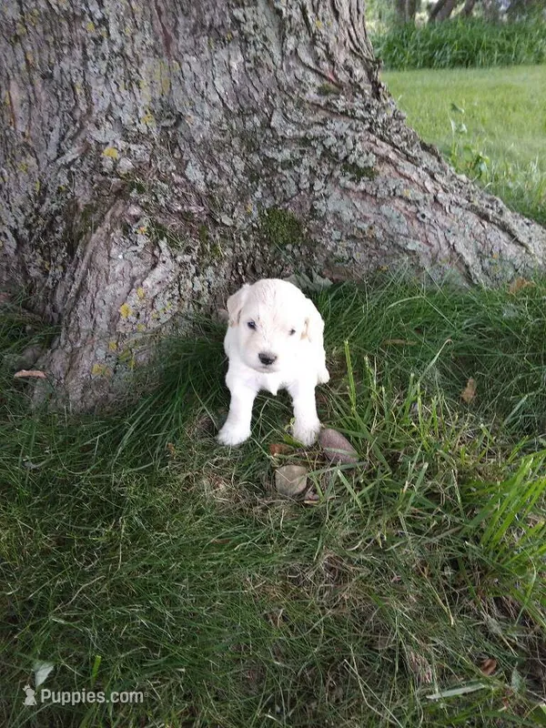 Nala – Goldendoodle puppy for sale in Amboy, IN