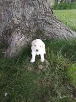 Nala, a female Goldendoodle for sale in Amboy, IN – 1 of 3