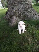 Riley, a male Goldendoodle for sale in Amboy, IN – 3 of 3