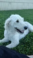 Lacey, a female Goldendoodle for sale in Amboy, IN – 5 of 6