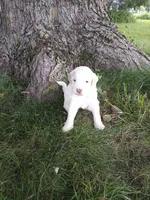 Mazy, a female Goldendoodle for sale in Amboy, IN – 3 of 3