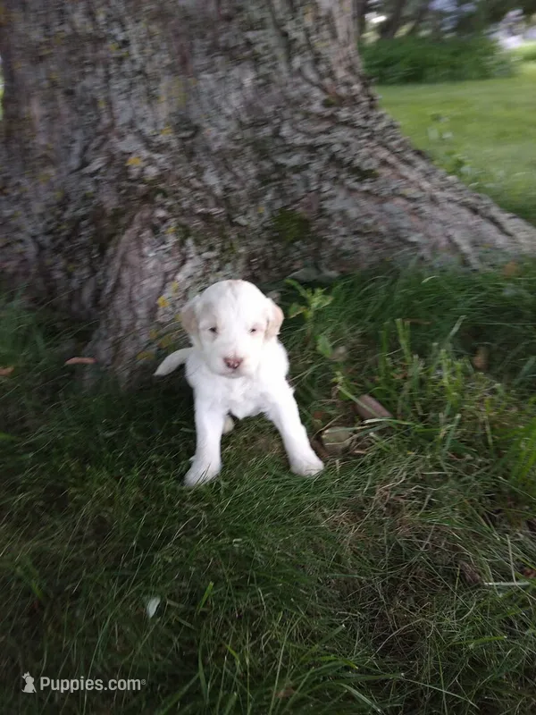 Mazy – Goldendoodle puppy for sale in Amboy, IN