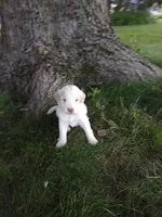 Mazy, a female Goldendoodle for sale in Amboy, IN – 1 of 3