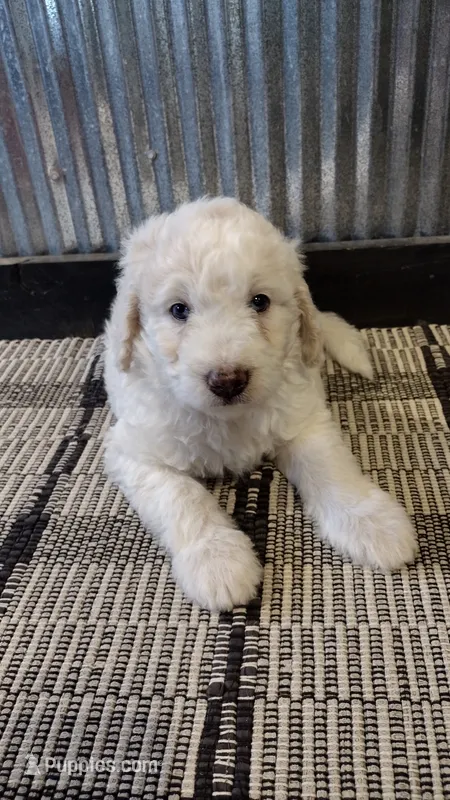 Jasper  – Goldendoodle puppy for sale in Amboy, IN