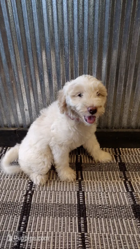 Mazy – Goldendoodle puppy for sale in Amboy, IN