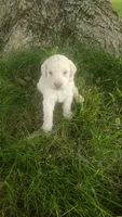 Jasper , a male Goldendoodle for sale in Amboy, IN – 2 of 3