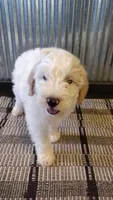 Riley, a male Goldendoodle for sale in Amboy, IN – 5 of 6