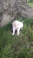 Mylie, a female Goldendoodle for sale in Amboy, IN – 2 of 3