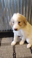 Mylie, a female Goldendoodle for sale in Amboy, IN – 3 of 6
