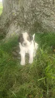 Duke , a male Goldendoodle for sale in Amboy, IN – 3 of 3