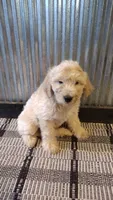 Dusty , a male Goldendoodle for sale in Amboy, IN – 2 of 6