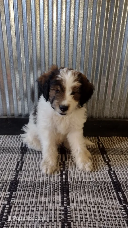 Duke  – Goldendoodle puppy for sale in Amboy, IN
