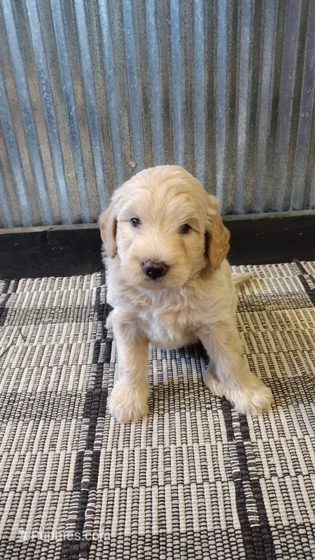 Lacey – Goldendoodle puppy for sale in Amboy, IN