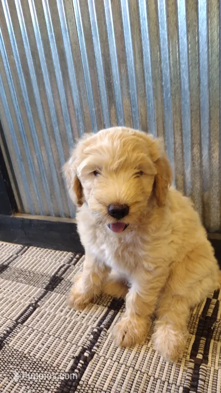 Lacey – Goldendoodle puppy for sale in Amboy, IN