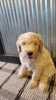 Lacey, a female Goldendoodle for sale in Amboy, IN – 1 of 6