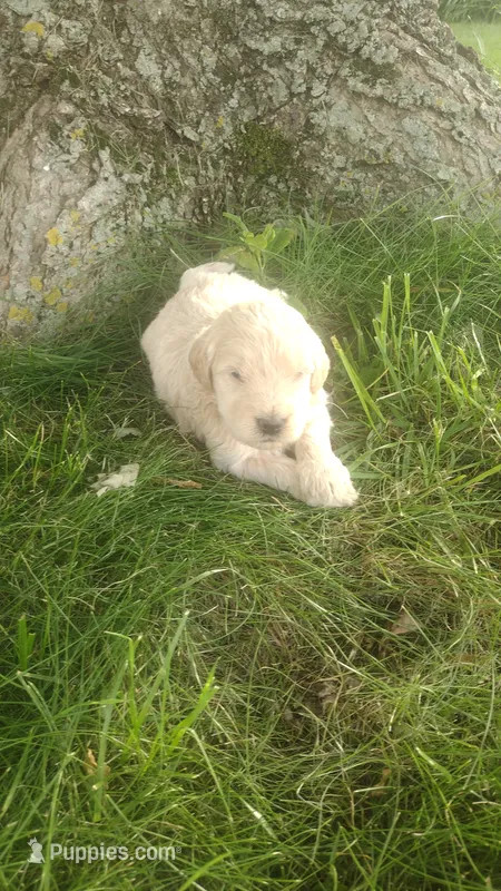 Dusty  – Goldendoodle puppy for sale in Amboy, IN